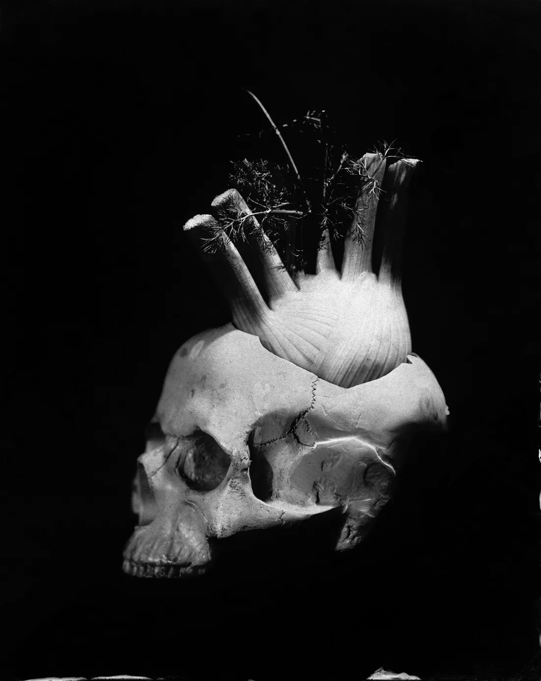 Череп с клубнем фенхеля на чёрном фоне